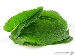 Mint Medicinal Uses